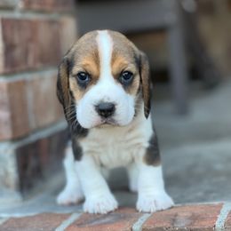 Darcy - Black tan and white female Beagle puppy in Mansfield, Missouri from Rippee Creek Kennel