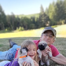 Golden Retriever and Pug Puppies from Ebert Pugs