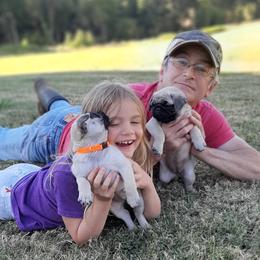 Golden Retriever and Pug Puppies from Ebert Pugs