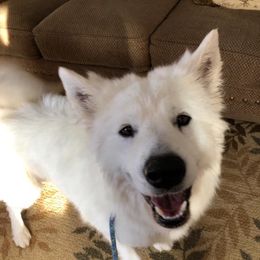 Masha - Samoyed