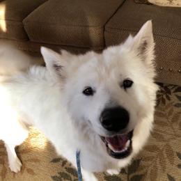 Masha - Samoyed
