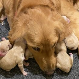 Golden Retrievers from Prim Family Goldens