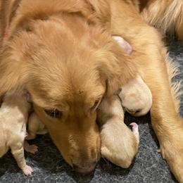 Golden Retrievers from Prim Family Goldens