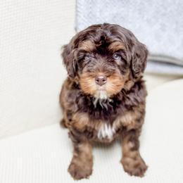 Wilson - male Bernedoodle puppy in Sharpsburg, Georgia from Steindoodles
