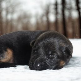 Shasta - Black and red female German Shepherd puppy in Lexington, Virginia from Buffelbach Farmstead Shepherds