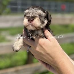 Miniature Schnauzer Puppies from Love Giver Schnauzers