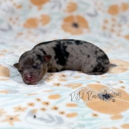 Poppy - Blue merle female Toy Australian Shepherd puppy in Liberty Hill, Texas from Pistol Paws Aussies