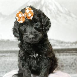 Paige - Black female Goldendoodle puppy in Pasco, Washington from Camp Doodle Woods
