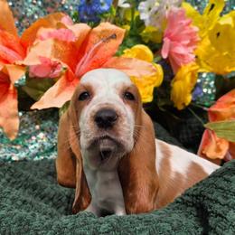 Ms. Truman - Lemon and white female Basset Hound puppy in Big Rapids, Michigan from Basket Hound Bassets