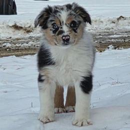 Ruby - Blue merle female Australian Shepherd puppy in Solon, Maine from Mountain Range Australian Shepherds