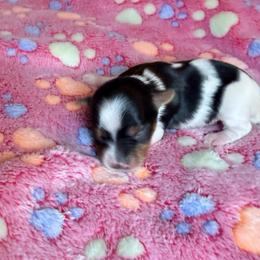 Girl 4 - Black tan and white female Biewer Terrier puppy in Lebanon, Oregon from SD99Biewers