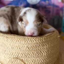 SEA-sar - Red merle male Miniature Australian Shepherd puppy in California, Kentucky from Sonlight Ridge Aussies