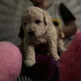 Poodle Puppies from ChiPoodles