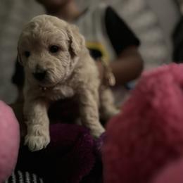 Poodle Puppies from ChiPoodles