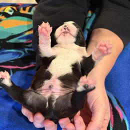 Boy 3 - Black brindle and white male Boston Terrier puppy in Conyers, Georgia from Dixe Hill Dogs