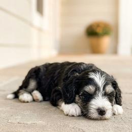 Han - Tri-color male Bernedoodle puppy in Travelers Rest, South Carolina from Bernedoodle.do