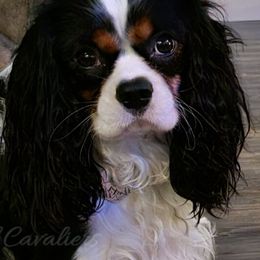 Cavalier King Charles Spaniels from Stonecoal Cavaliers