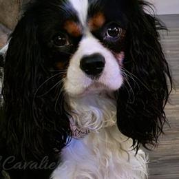 Cavalier King Charles Spaniels from Stonecoal Cavaliers