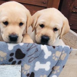 Labrador Retriever Puppies from Ruzicka Family Labradors