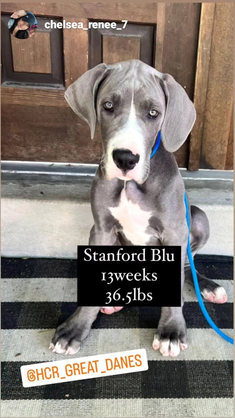 Great Dane Puppies from HCR Great Danes