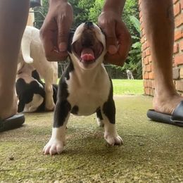 American Bully Puppies from D1.Bullz.And.Thangz