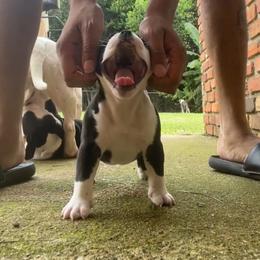 American Bully Puppies from D1.Bullz.And.Thangz