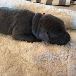 Hot Pink - Charcoal female Dilute Retriever puppy in Marion, Illinois from Summer Lovin’ Labradors of Southern Illinois