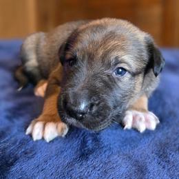 Royalty Reigns Peridot The Radiant Heart - Dark brown female Xoloitzcuintli puppy in Ethridge, Tennessee from Royalty Reigns Xolos