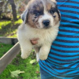 Australian Shepherd Puppies from HCA Aussies