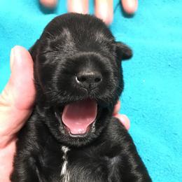 Miniature Schnauzer Puppies from Pamela Aumueller