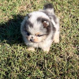 Simon - Blue merle male Pomeranian puppy in Scottsburg, Virginia from Summer Set Poms
