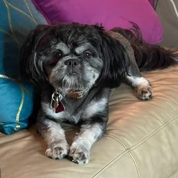 Tabi - Shih Tzu
