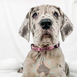Dachshund, Great Dane, and Yorkshire Terrier Puppies from WZ Kennels