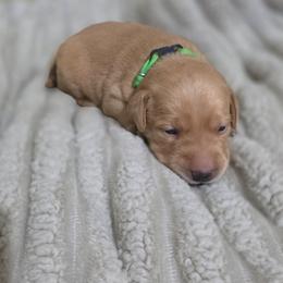 Boy 2 - Yellow male Labrador Retriever puppy in Grand Rivers, Kentucky from Big Water Dreams Retrievers