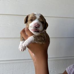 Andy - Parti male Goldendoodle puppy in Katy, Texas from Sweet T Doodles