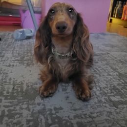 Shaggy - Dachshund