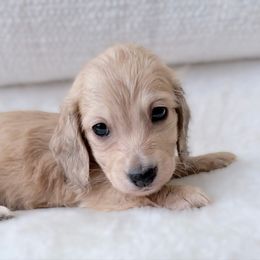 Lance - Cream male Dachshund puppy in Richmond, Virginia from Irresistible Dachshunds & Cavaliers