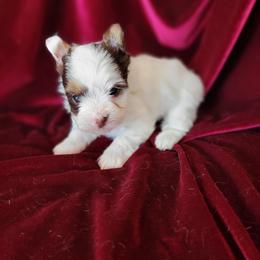 Odie. - Parti male Yorkshire Terrier puppy in Buda, Texas from BIOLA'S YORKIES