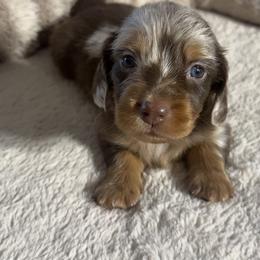 Jerry - Dapple male Dachshund puppy in Gold Canyon, Arizona from Silverking Kennels