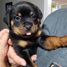 Dachshunds and Rottweilers from Northern Indiana Rottweilers