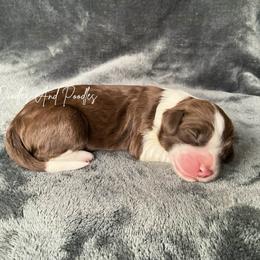 Shelter - Brown and white female Sheepadoodle puppy in Cleveland, Georgia from Jam's Doodles And Poodles