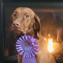 Ruby - Vizsla