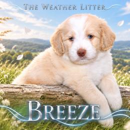 Boy 5 - male Bernedoodle puppy in Westminster, South Carolina from Goldendoodlepuppiessc