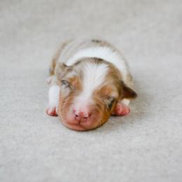 Buck - Red merle male Australian Shepherd puppy in Aberdeen, North Carolina from Huckleberry Hill Aussies LLC.