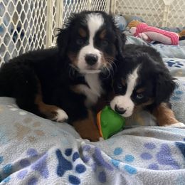 Bernese Mountain Dog Puppies from A little bit of heaven