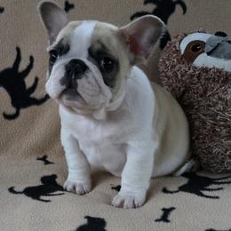 Danny - White and fawn male French Bulldog puppy in Willow Spring, North Carolina from Alcide kennels