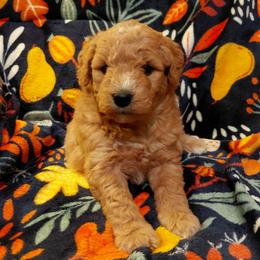 Hazel - Sable female Goldendoodle puppy in Lewistown, Pennsylvania from Southern Star Goldendoodles