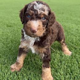 Marble - Chocolate merle male Bernedoodle puppy in Fortuna, California from Dalton Poodles and Doodles