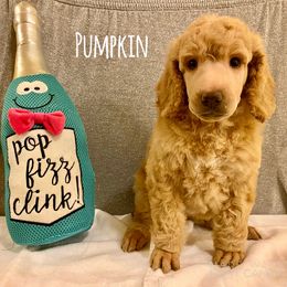 Poodle Puppies from Cosmic Caliber Standard Poodles