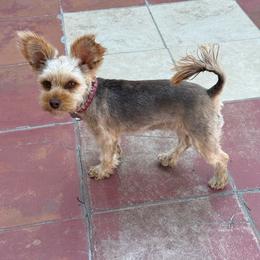 Cocoa - Yorkshire Terrier